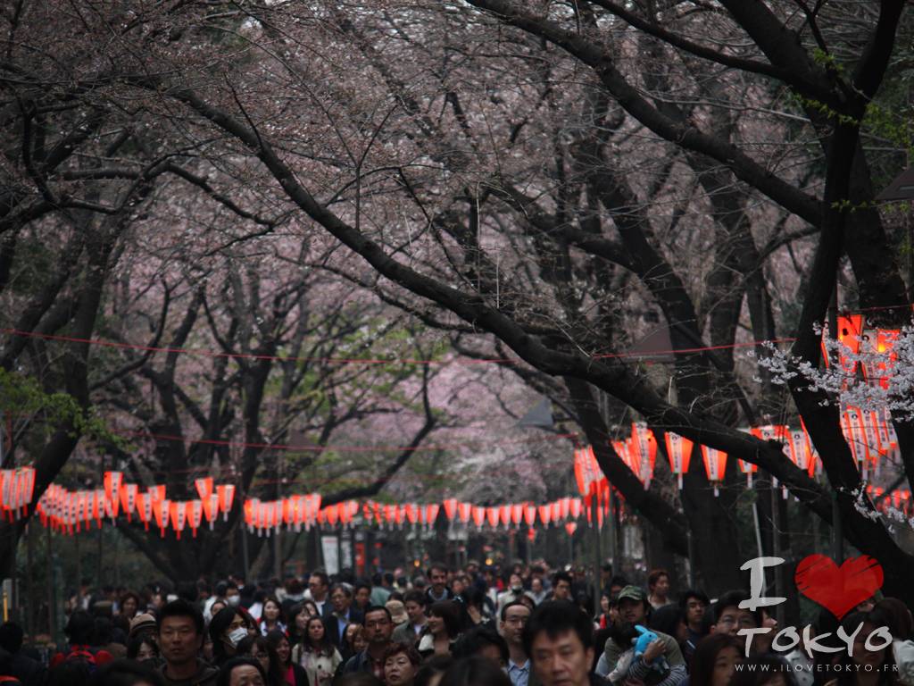 Les allées du parc de Ueno sont bondées durant cette période de l'année
