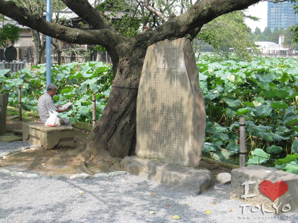 Lotus de l'étang Shinobazu dans le parc de Ueno