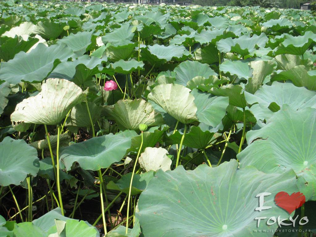 Lotus de l'étang Shinobazu dans le parc de Ueno