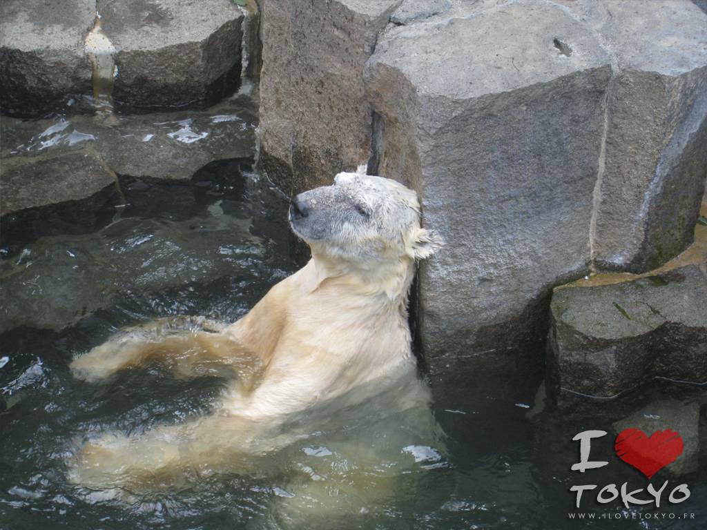 Ours polaire au Zoo de Ueno
