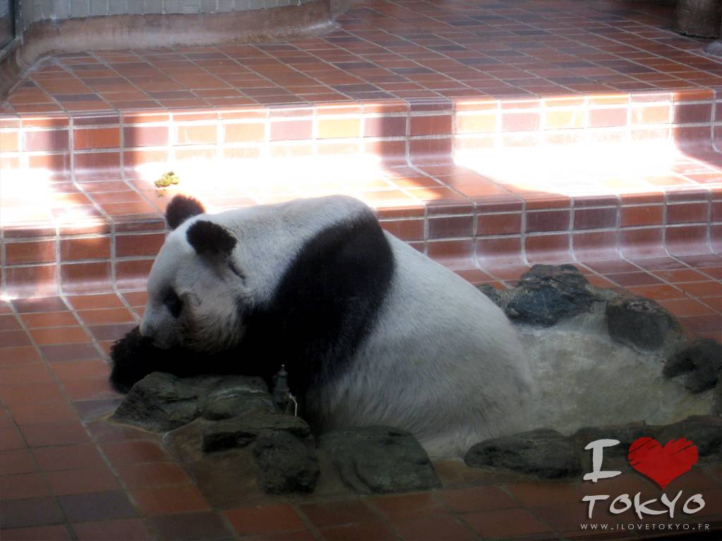 Panda au Zoo de Ueno