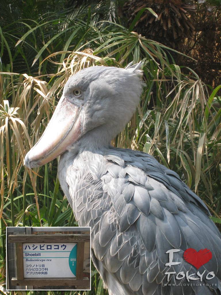 Bec-en-sabot du Nil au Zoo de Ueno