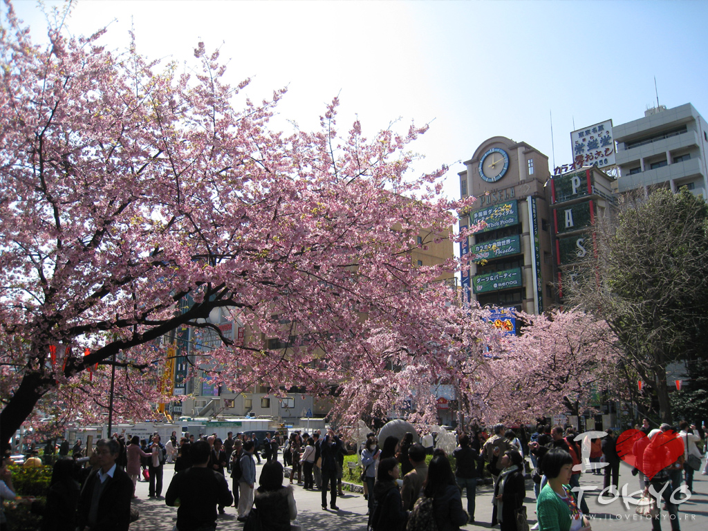 Les magnifiques cerisiers à l'entrée du parc de Ueno