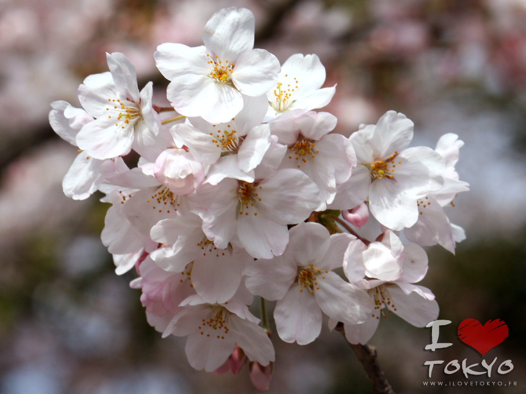 Fleurs de cerisiers au temple Hase Dera