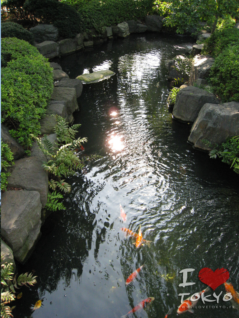Asakusa Carpes Koï